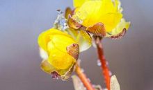 冰凌花儿开_200字