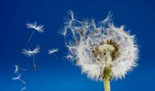 蒲公英在飞_1500字