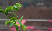 雨前雨后_200字