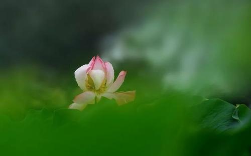 莲花的启示_750字