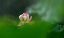 荷花的启示_750字