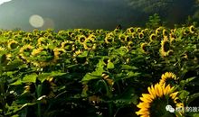 [2012暑期征文]暑假游记——乡村“棋”遇记_750字