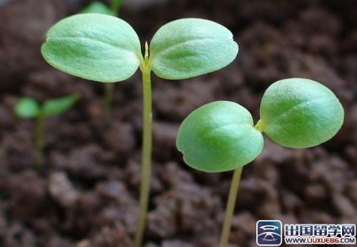 植物生活_300字