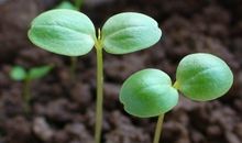 植物的生命_300字