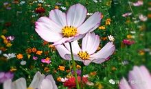 幸福，你在哪_150字