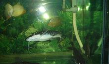 中华鲟馆游_250字