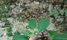 爸爸妈妈您不老_250字