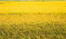 成熟的秋天_350字