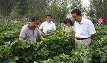 [2012暑期征文]观荷有感_1200字