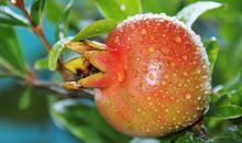 [2013暑期征文]树的花朵——鸟_400字