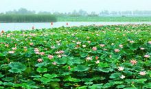 [2012暑期征文]参观荷花展_300字