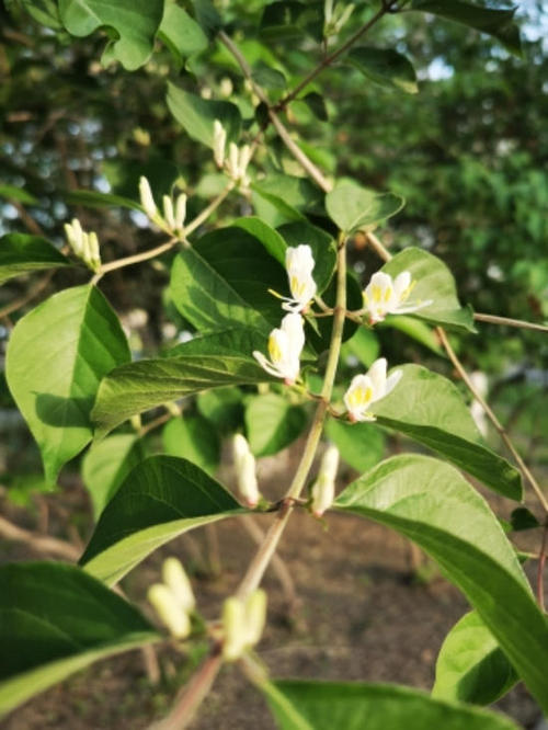 花园的世界_550字