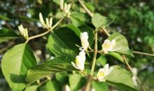 游园的世界_550字