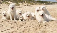 一物像人又像狗，爬杆上树是能手(猜一动物)