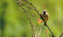 [2012暑期征文] 钢铁般的意志——读《红岩》有感_700字