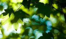 [2013暑期征文] 绿色回忆_1500字