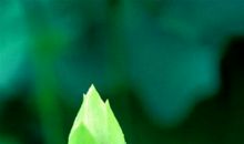 绿叶的情感_150字