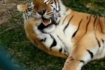 [2012年夏季论文]小花猫跟踪大黄_500字