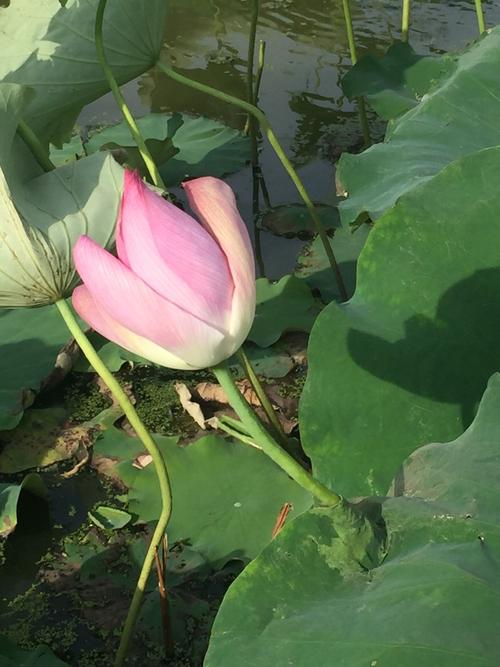 [2012年夏季论文]阅读“我很多莲花莲花”_1200字