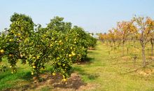 四、丰收的味道_150字