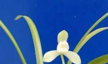 [2012暑期征文]红荷湿地佳天下_1000字