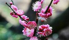 我最敬佩的——梅花_450字