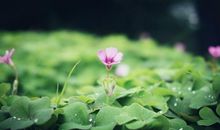 [2013暑期征文]听花开的声音_1500字