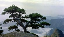 [2013暑期征文]老家，那片松树林_900字