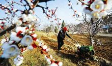 到杏树林练歌去_250字