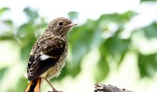 [2012暑期征文]雏鸟试飞_2000字