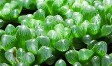 [2012暑期征文]守住你心中的纯水——读《养花》有感_800字