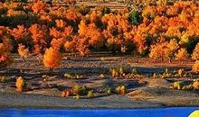 在杏树林里拉二胡_150字