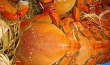 [2013暑期征文]捉螃蟹_650字