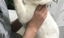 [2013暑期征文]清醒而决绝地活着——读《活着》有感_1200字