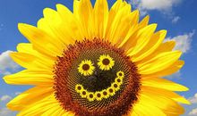 [2013暑期征文]向日葵在微笑_1500字