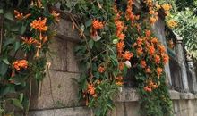 [2013暑期征文]凌霄游记_400字