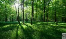 大自然的话_400字