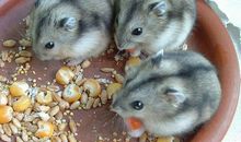 《仓鼠日记》之：大黑vs二黑_750字