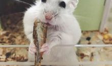 [2013暑期征文] 别了，小仓鼠_450字