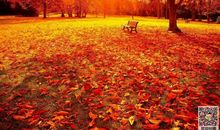 秋天是……_300字