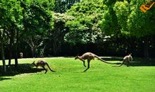 [2012暑期征文]游上海野生动物园_1000字