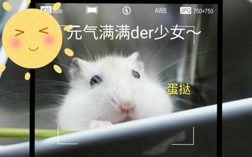 “仓鼠日记”：两个黑越狱_800字