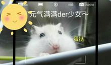 《仓鼠日记》之：二黑越狱_800字