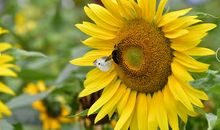 植物园里的快乐六一_800字