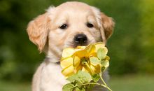 [2013暑期征文] 可爱的小狗_450字