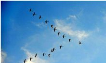 甜甜的棒棒糖_250字