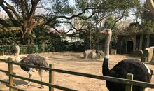 参观上海动物园_650字