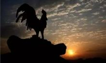 [2013暑期征文]捕鸡行动_600字