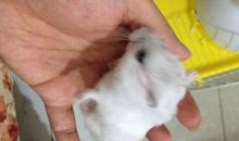 《仓鼠日记》之：仓鼠的家园_900字