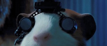 “仓鼠日记”：孟·几内亚猪型技术团队_750字